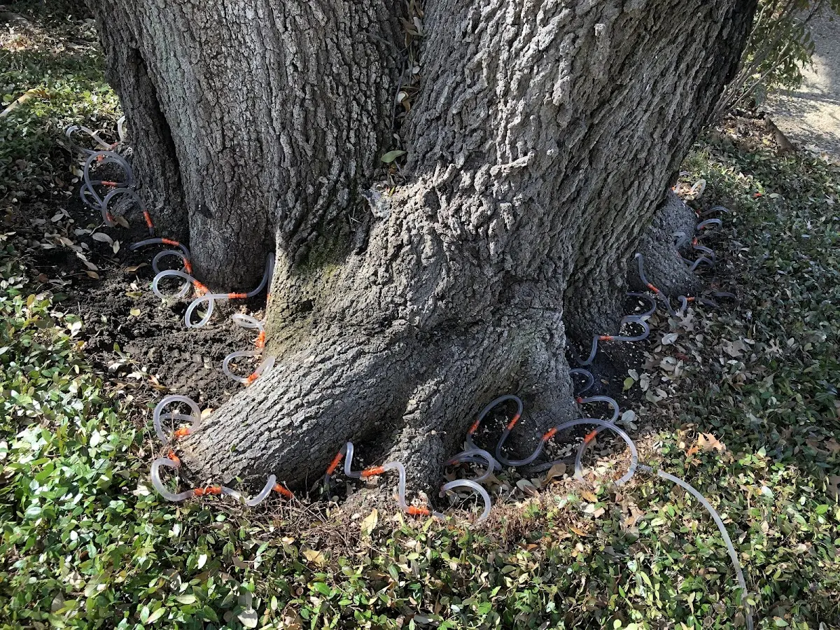 Detailed Tree Cabling and Bracing job site in Hartsburg